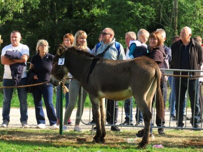 : Magarica Rožina, vlasnika Luke Lupetine – Šampionka Smotre Istarskog tovara u Juršićimaa