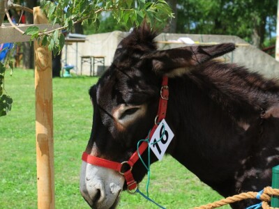 : Magarica Rožina, vlasnika Luke Lupetine – Šampionka Smotre Istarskog tovara u Juršićimaa