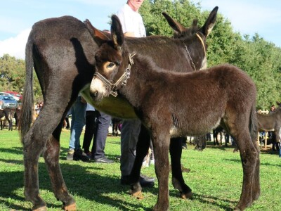 : Magarica Rožina, vlasnika Luke Lupetine – Šampionka Smotre Istarskog tovara u Juršićimaa