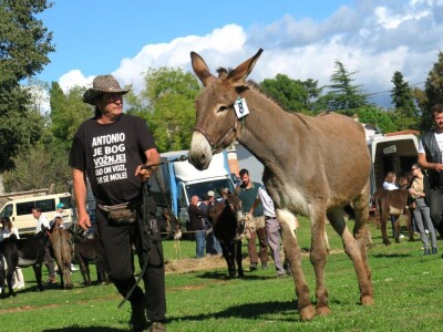 : Magarica Rožina, vlasnika Luke Lupetine – Šampionka Smotre Istarskog tovara u Juršićimaa