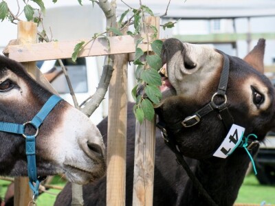 : Magarica Rožina, vlasnika Luke Lupetine – Šampionka Smotre Istarskog tovara u Juršićimaa