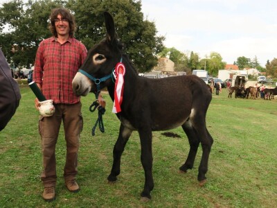 : Magarica Rožina, vlasnika Luke Lupetine – Šampionka Smotre Istarskog tovara u Juršićimaa