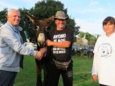 : Magarica Rožina, vlasnika Luke Lupetine – Šampionka Smotre Istarskog tovara u Juršićimaa