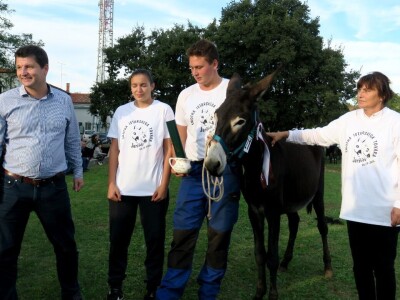 : Magarica Rožina, vlasnika Luke Lupetine – Šampionka Smotre Istarskog tovara u Juršićimaa