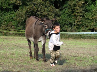 : Magarica Rožina, vlasnika Luke Lupetine – Šampionka Smotre Istarskog tovara u Juršićimaa