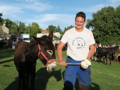 : Magarica Rožina, vlasnika Luke Lupetine – Šampionka Smotre Istarskog tovara u Juršićimaa