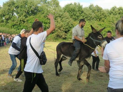 : Magarica Rožina, vlasnika Luke Lupetine – Šampionka Smotre Istarskog tovara u Juršićimaa