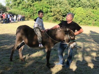 : Magarica Rožina, vlasnika Luke Lupetine – Šampionka Smotre Istarskog tovara u Juršićimaa