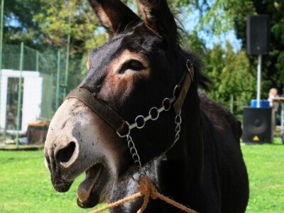 : Magarica Rožina, vlasnika Luke Lupetine – Šampionka Smotre Istarskog tovara u Juršićimaa