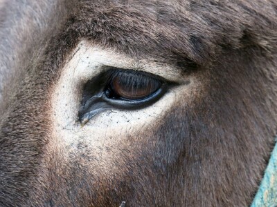 : Magarica Rožina, vlasnika Luke Lupetine – Šampionka Smotre Istarskog tovara u Juršićimaa