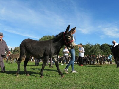: Magarica Rožina, vlasnika Luke Lupetine – Šampionka Smotre Istarskog tovara u Juršićimaa
