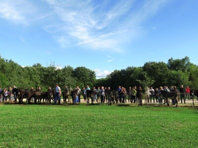 : Magarica Rožina, vlasnika Luke Lupetine – Šampionka Smotre Istarskog tovara u Juršićimaa