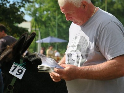 : Magarica Rožina, vlasnika Luke Lupetine – Šampionka Smotre Istarskog tovara u Juršićimaa
