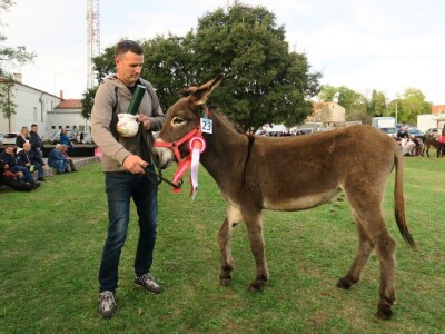 : Magarica Rožina, vlasnika Luke Lupetine – Šampionka Smotre Istarskog tovara u Juršićimaa