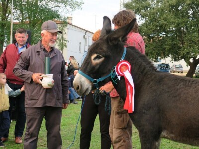 : Magarica Rožina, vlasnika Luke Lupetine – Šampionka Smotre Istarskog tovara u Juršićimaa