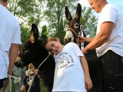 : Magarica Rožina, vlasnika Luke Lupetine – Šampionka Smotre Istarskog tovara u Juršićimaa