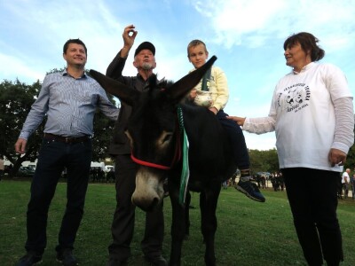 : Magarica Rožina, vlasnika Luke Lupetine – Šampionka Smotre Istarskog tovara u Juršićimaa