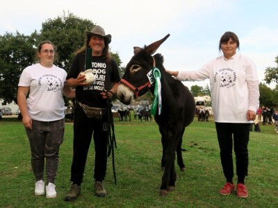 : Magarica Rožina, vlasnika Luke Lupetine – Šampionka Smotre Istarskog tovara u Juršićimaa