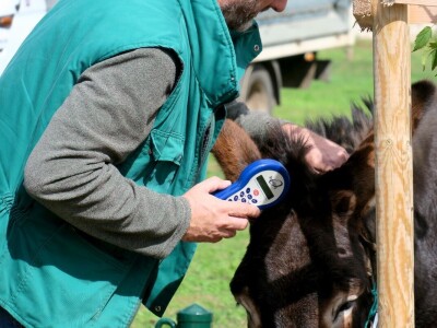 : Magarica Rožina, vlasnika Luke Lupetine – Šampionka Smotre Istarskog tovara u Juršićimaa