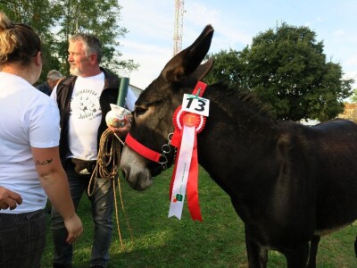 : Magarica Rožina, vlasnika Luke Lupetine – Šampionka Smotre Istarskog tovara u Juršićimaa