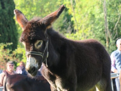 : Magarica Rožina, vlasnika Luke Lupetine – Šampionka Smotre Istarskog tovara u Juršićimaa