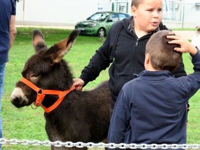 : Magarica Rožina, vlasnika Luke Lupetine – Šampionka Smotre Istarskog tovara u Juršićimaa