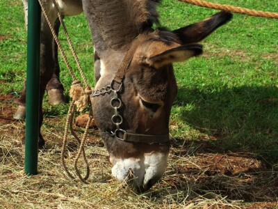 : Magarica Rožina, vlasnika Luke Lupetine – Šampionka Smotre Istarskog tovara u Juršićimaa