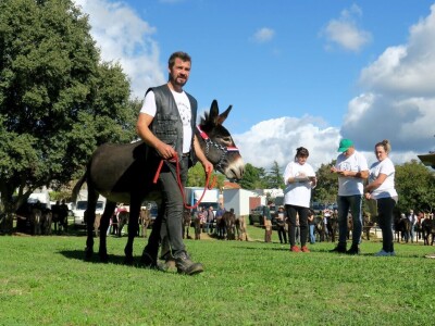 : Magarica Rožina, vlasnika Luke Lupetine – Šampionka Smotre Istarskog tovara u Juršićimaa