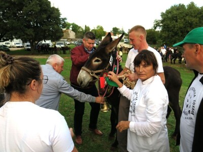 : Magarica Rožina, vlasnika Luke Lupetine – Šampionka Smotre Istarskog tovara u Juršićimaa