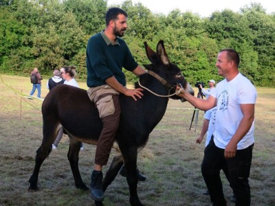 : Magarica Rožina, vlasnika Luke Lupetine – Šampionka Smotre Istarskog tovara u Juršićimaa
