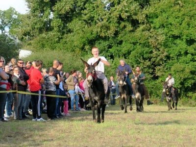 : Magarica Rožina, vlasnika Luke Lupetine – Šampionka Smotre Istarskog tovara u Juršićimaa