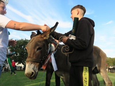 : Magarica Rožina, vlasnika Luke Lupetine – Šampionka Smotre Istarskog tovara u Juršićimaa