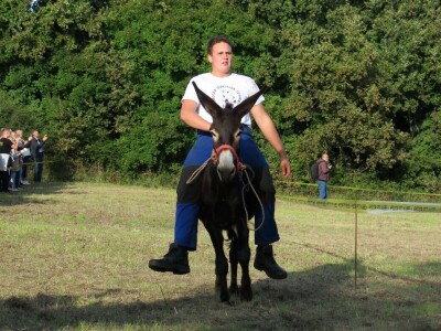 : Magarica Rožina, vlasnika Luke Lupetine – Šampionka Smotre Istarskog tovara u Juršićimaa