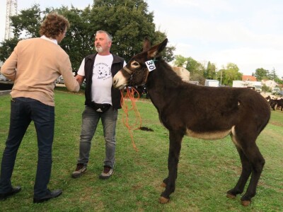 : Magarica Rožina, vlasnika Luke Lupetine – Šampionka Smotre Istarskog tovara u Juršićimaa