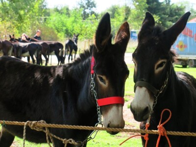 : Magarica Rožina, vlasnika Luke Lupetine – Šampionka Smotre Istarskog tovara u Juršićimaa