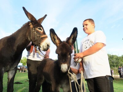 : Magarica Rožina, vlasnika Luke Lupetine – Šampionka Smotre Istarskog tovara u Juršićimaa