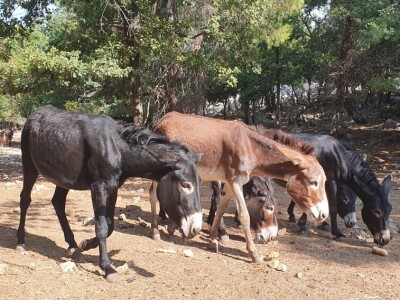OPG Antunović u Kuni Pelješkoj