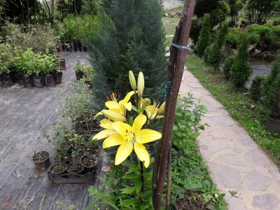 Mahir Delibašić: Moje višegodišnje ulaganje i mukotrpan rad se na kraju isplatio