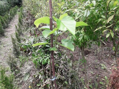 Mahir Delibašić: Moje višegodišnje ulaganje i mukotrpan rad se na kraju isplatio