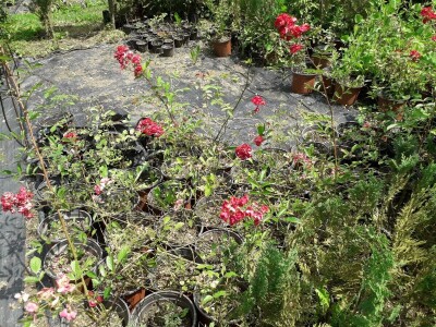 Mahir Delibašić: Moje višegodišnje ulaganje i mukotrpan rad se na kraju isplatio