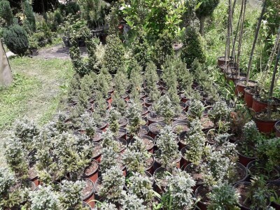 Mahir Delibašić: Moje višegodišnje ulaganje i mukotrpan rad se na kraju isplatio