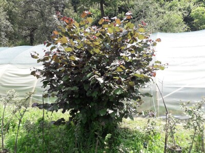 Mahir Delibašić: Moje višegodišnje ulaganje i mukotrpan rad se na kraju isplatio