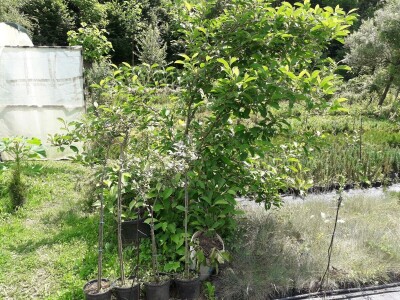 Mahir Delibašić: Moje višegodišnje ulaganje i mukotrpan rad se na kraju isplatio