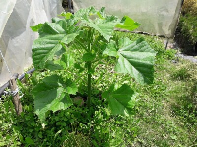 Mahir Delibašić: Moje višegodišnje ulaganje i mukotrpan rad se na kraju isplatio