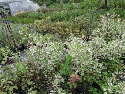 Mahir Delibašić: Moje višegodišnje ulaganje i mukotrpan rad se na kraju isplatio