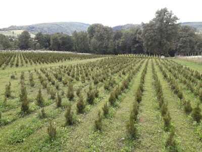 Mahir Delibašić: Moje višegodišnje ulaganje i mukotrpan rad se na kraju isplatio