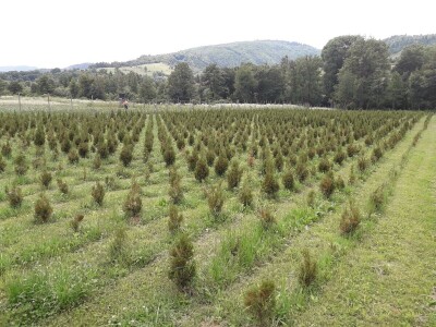Mahir Delibašić: Moje višegodišnje ulaganje i mukotrpan rad se na kraju isplatio