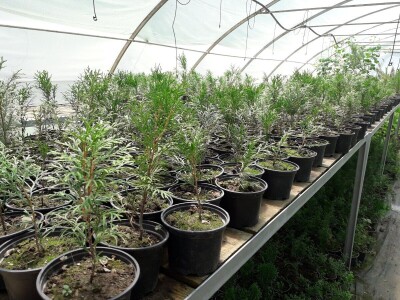 Mahir Delibašić: Moje višegodišnje ulaganje i mukotrpan rad se na kraju isplatio