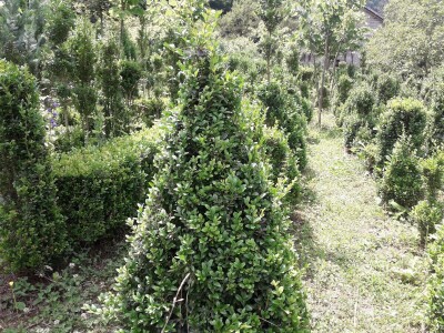 Mahir Delibašić: Moje višegodišnje ulaganje i mukotrpan rad se na kraju isplatio