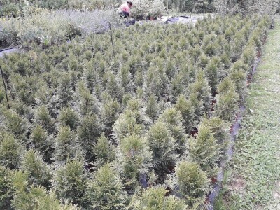 Mahir Delibašić: Moje višegodišnje ulaganje i mukotrpan rad se na kraju isplatio